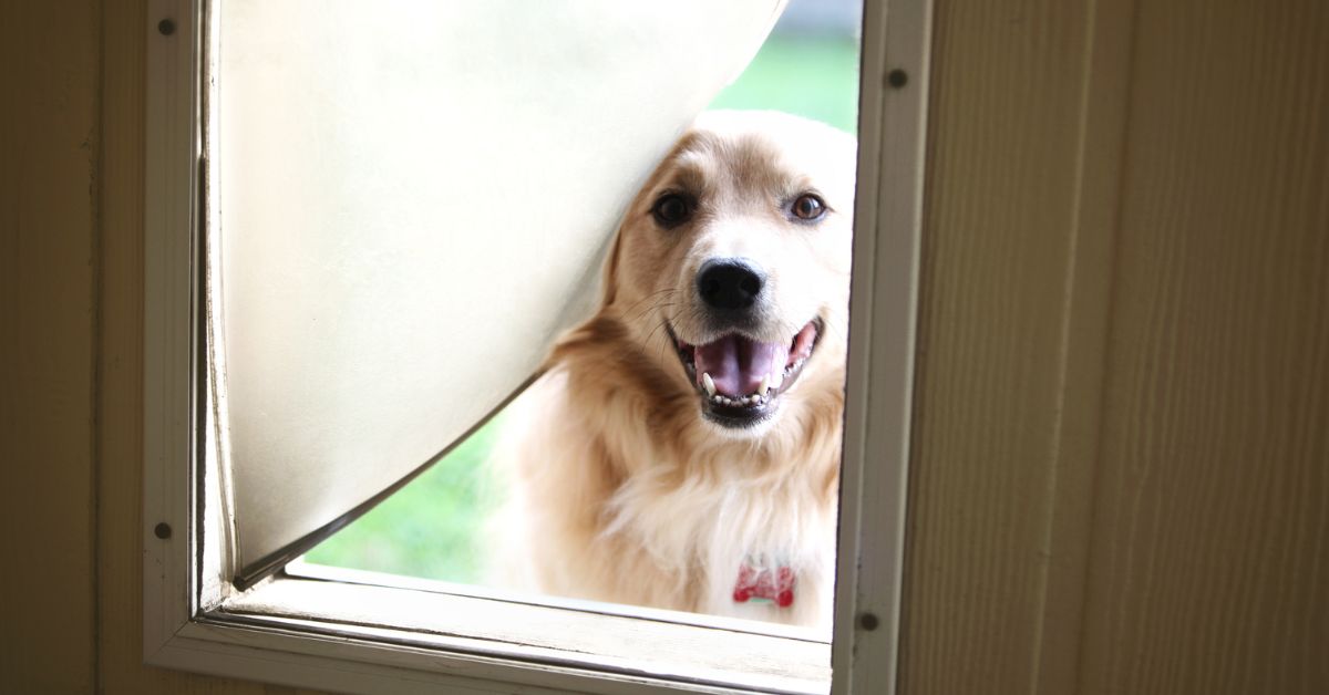 Why Every Pet Owner Should Consider a Pet Screen Door