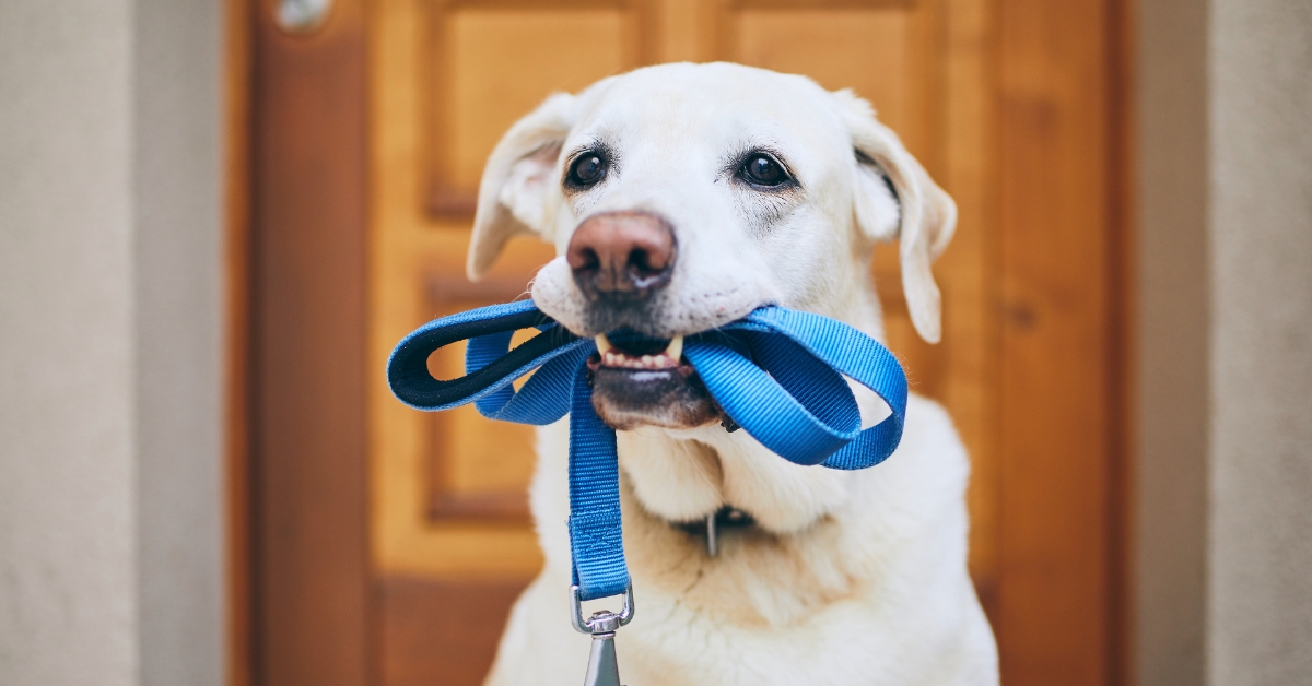 When to replace your exterior door due to pet damage